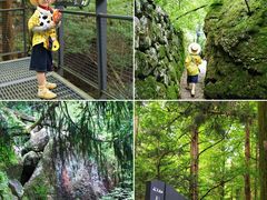 -天目山大树王景区