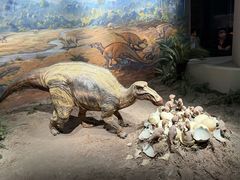 -自贡恐龙博物馆