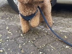 -pd派德宠物中心医院24H急重症·眼科中心·血液透析中心(嵩山北路店)