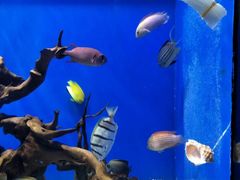 -烟台海昌鲸鲨海洋公园