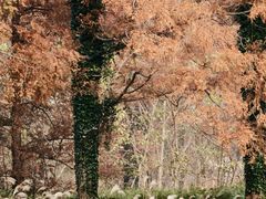 -黄海国家森林公园