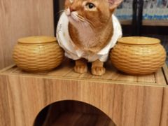 -MOCHA明星猫咖(田子坊店)