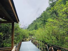 -稻城亚丁景区-冲古草甸