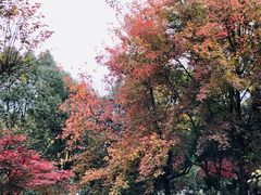 -花溪公园