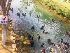 -长白岛森林公园