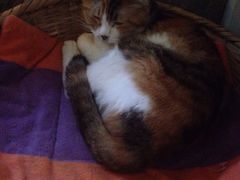 Anne猫窝咖啡屋-Anne猫窝咖啡屋