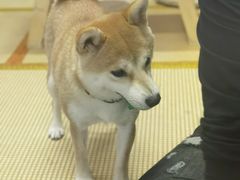 -柴迷FANS CLUB·柴犬狗咖·猫咖