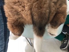 -瑞鹏宠物医院·微创内窥镜·骨外科·牙科(翠竹分院)