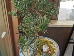 -顺意·顺德家乡菜(国际人才大厦店)