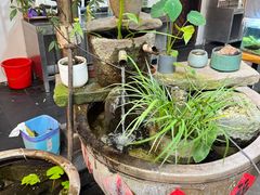 -小小饭店·休闲农庄·安吉松树林里的农家菜