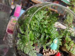 -柴犬高等学院·狗咖·柴犬售卖·宠物训练