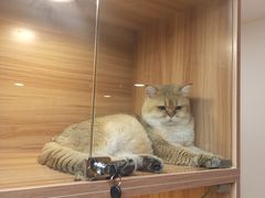 -猫十亿·布偶金渐层·曼基康矮脚猫舍(青年路店)
