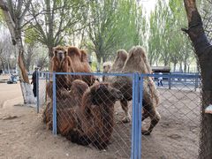 -长白岛森林公园