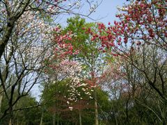 -金鸡湖桃花岛