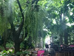 -Fern Forest Cafe