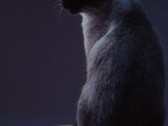 -猫爪屋猫咖(乐汇城店)
