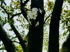 -静安公园(静安寺街道)