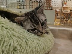 -藏猫猫咖啡主题馆(中央大道店)