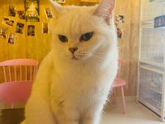 -名猫咖啡馆·撸猫·拼豆