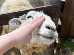 -神户市立六甲山牧场