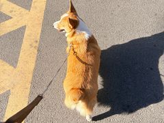 -瑞鹏宠物医院·骨外科·心肾科·肿瘤科(九亭店)
