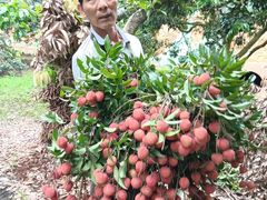 -从化深英荔枝黄皮龙眼采摘园