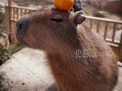 -北京野生动物园