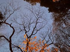 -杭州植物园