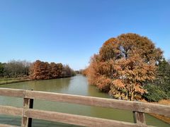 -上海海湾国家森林公园