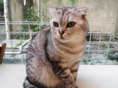 -猫咪派对(江南西店)