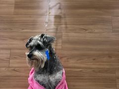 -爱侣宠医·鹦鹉专科·小型哺乳类·异宠专科(灵石路店)