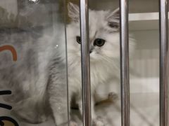 -1013 PET SHOP 宠物商店(近铁城市广场店)