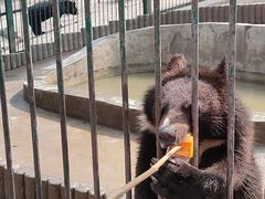 -栾川竹海野生动物园