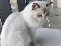 -怪兽屋·羊驼·猫咖·狗咖(俊华广场店)