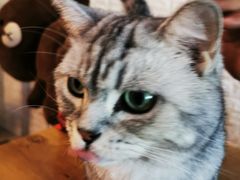-平行世界·猫咖(首经贸店)
