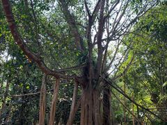 -中国科学院西双版纳热带植物园