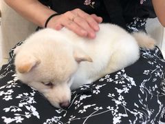 -柴犬小屋·柴餐厅·狗咖食堂(金鼎广场店)