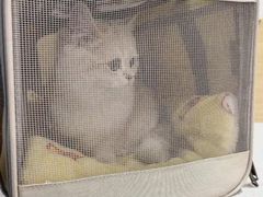 -芭比堂动物医院·CT·微创中心(新顺分院)