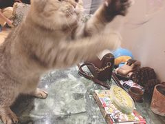 -万小咖.猫咖(中山路天虹店)