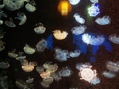 -太平洋海底世界