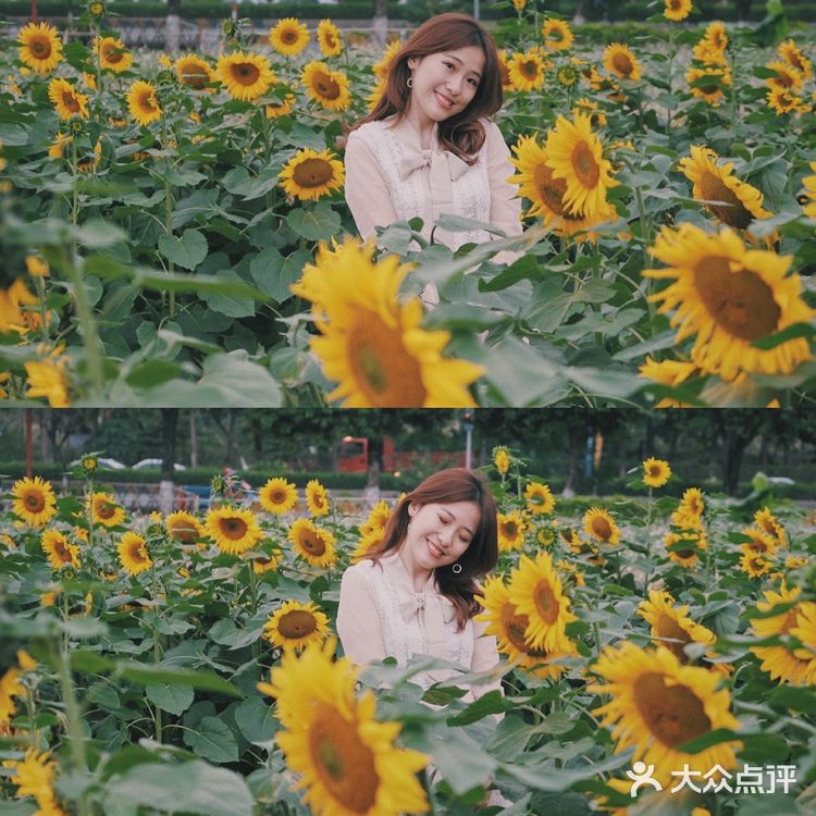广州周边0元拍照地|春日里的向日葵花海🌻