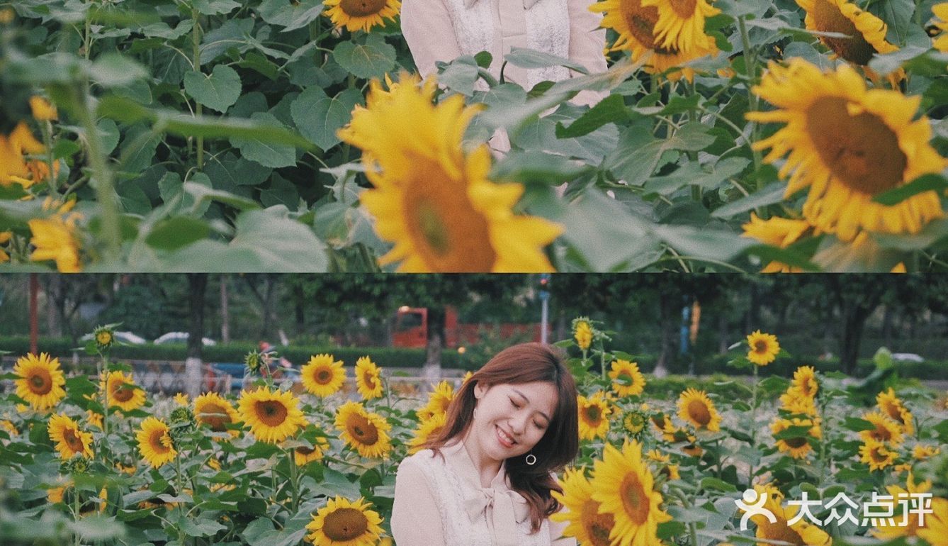 广州周边0元拍照地｜春日里的向日葵花海🌻