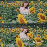 广州周边0元拍照地｜春日里的向日葵花海🌻