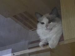 -贝利宠物医院·骨科·眼科·肿瘤转诊中心(南坪诊疗中心)