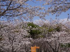 -顾村公园