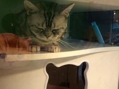 -李小姐の猫咖啡馆(五角场店)