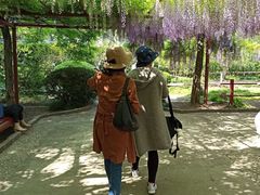 -嘉定紫藤园