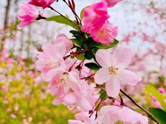 -顾村公园