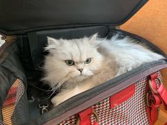 -御宝贝·A梦猫科宠物医院(国际猫友好医院)