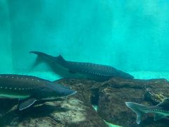 -太平洋海底世界